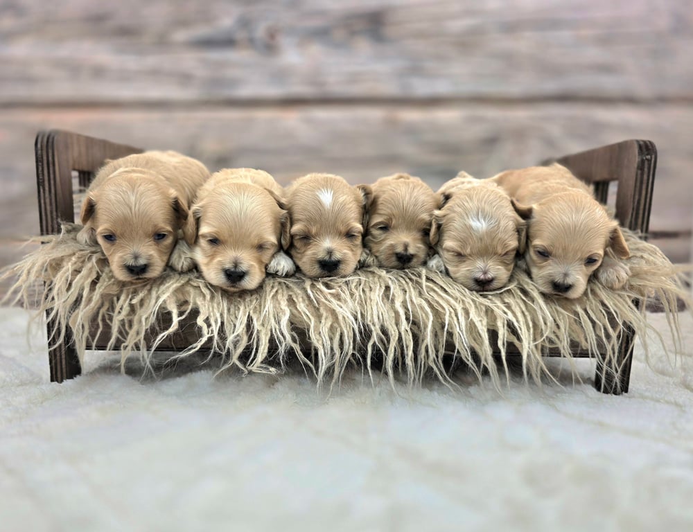 Three Goldendoodle puppies in a Christmas basket with bows