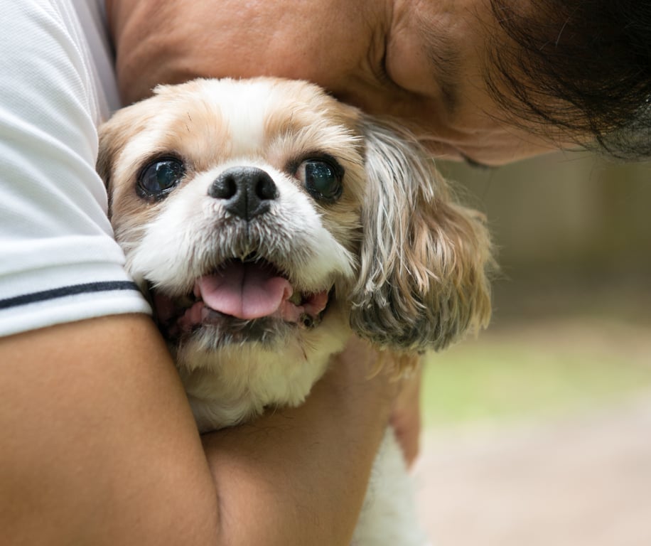 Tutor segurando cão no primeiro mês de uso