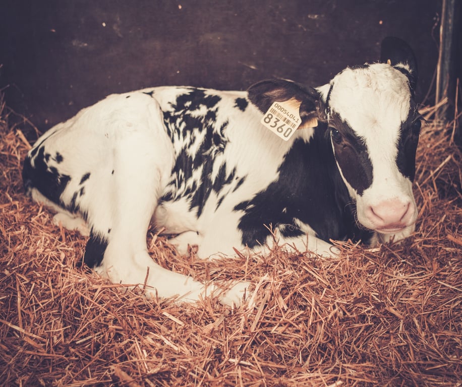 Ciência do colostro na Collum