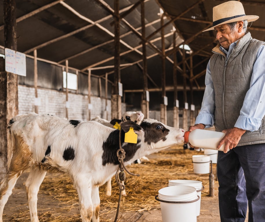 Variação natural do colostro na fazenda