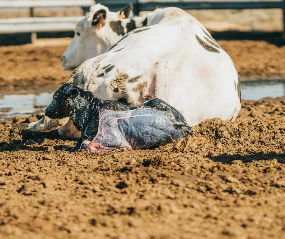 Colostro produzido pela vaca após o parto