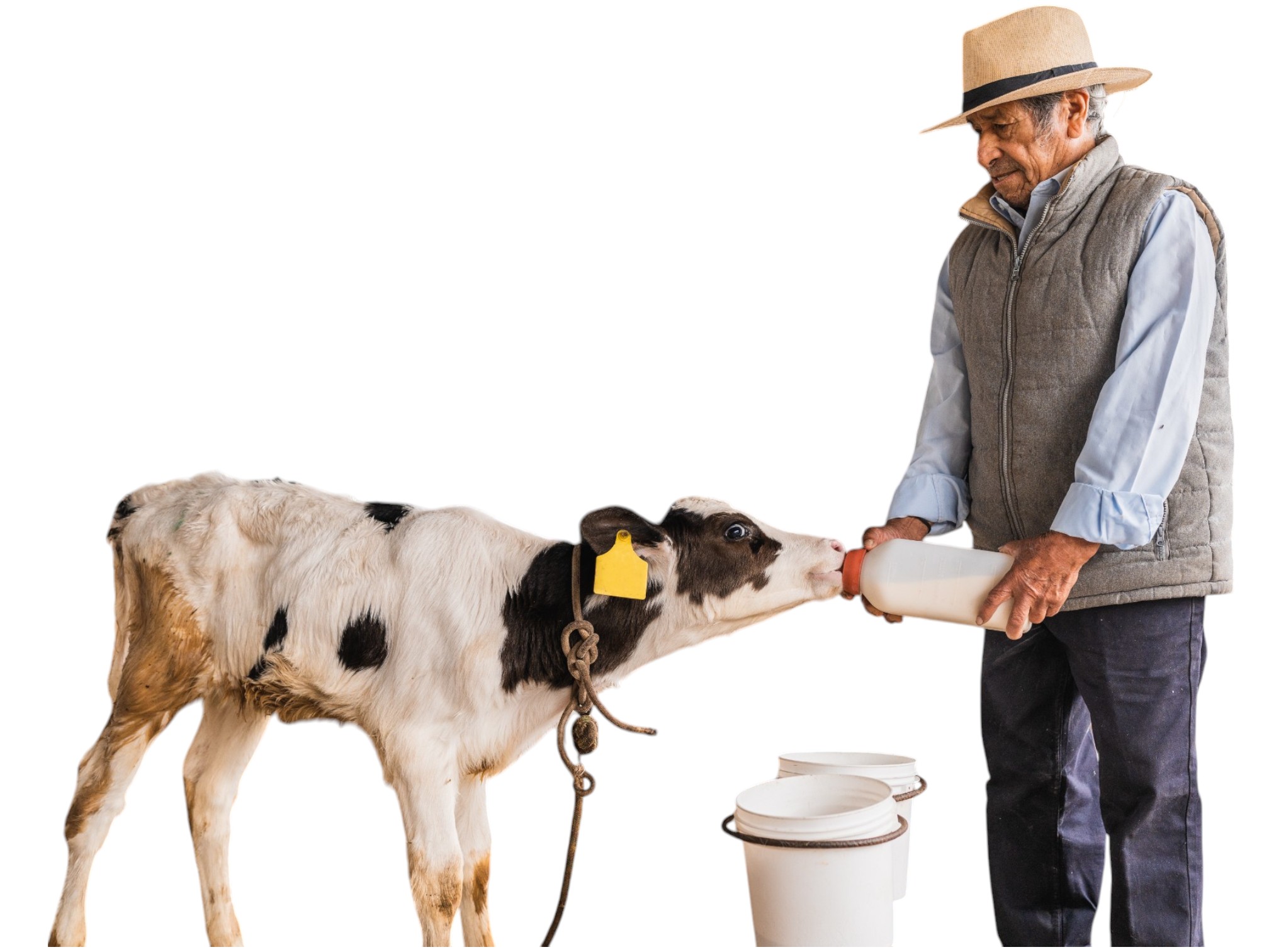 Produtor rural fornecendo colostro