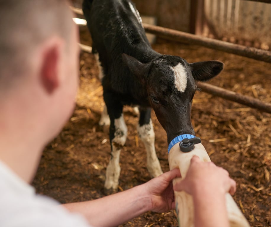 Colostro como primeiro impulso de vida