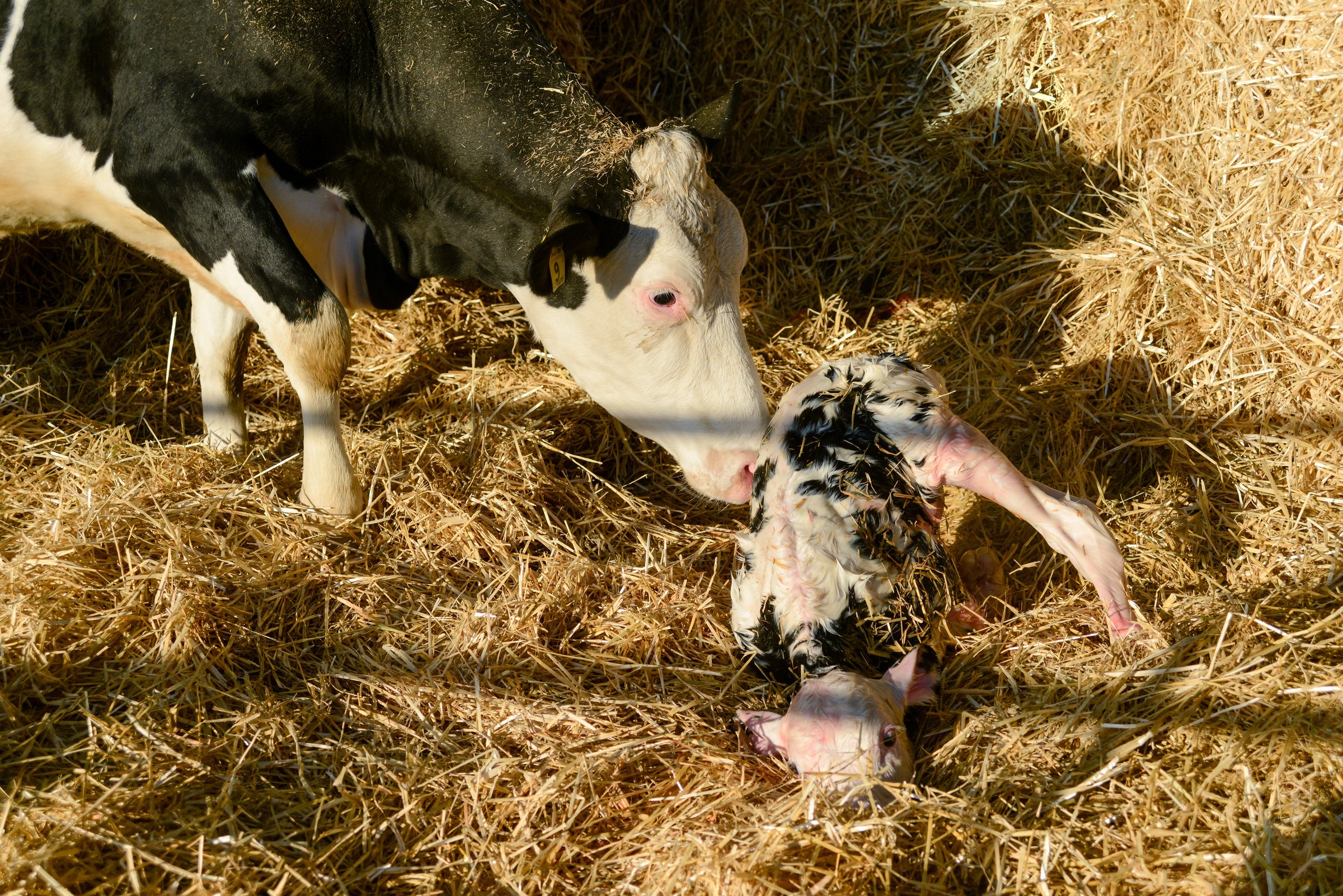 Vaca e bezerro recém-nascido na fazenda Cōllum