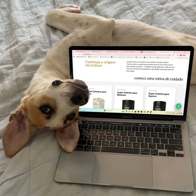 Cão ao lado da rotina Cōllum