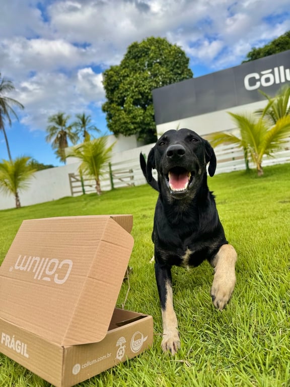 Cão de tutora Cōllum
