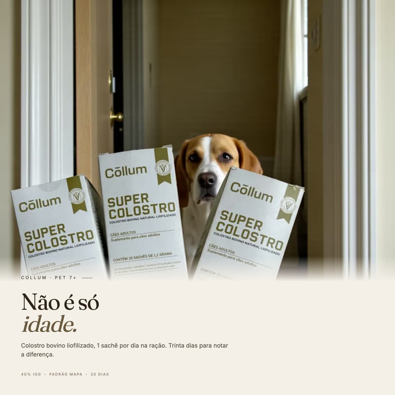 Cão com a caixa