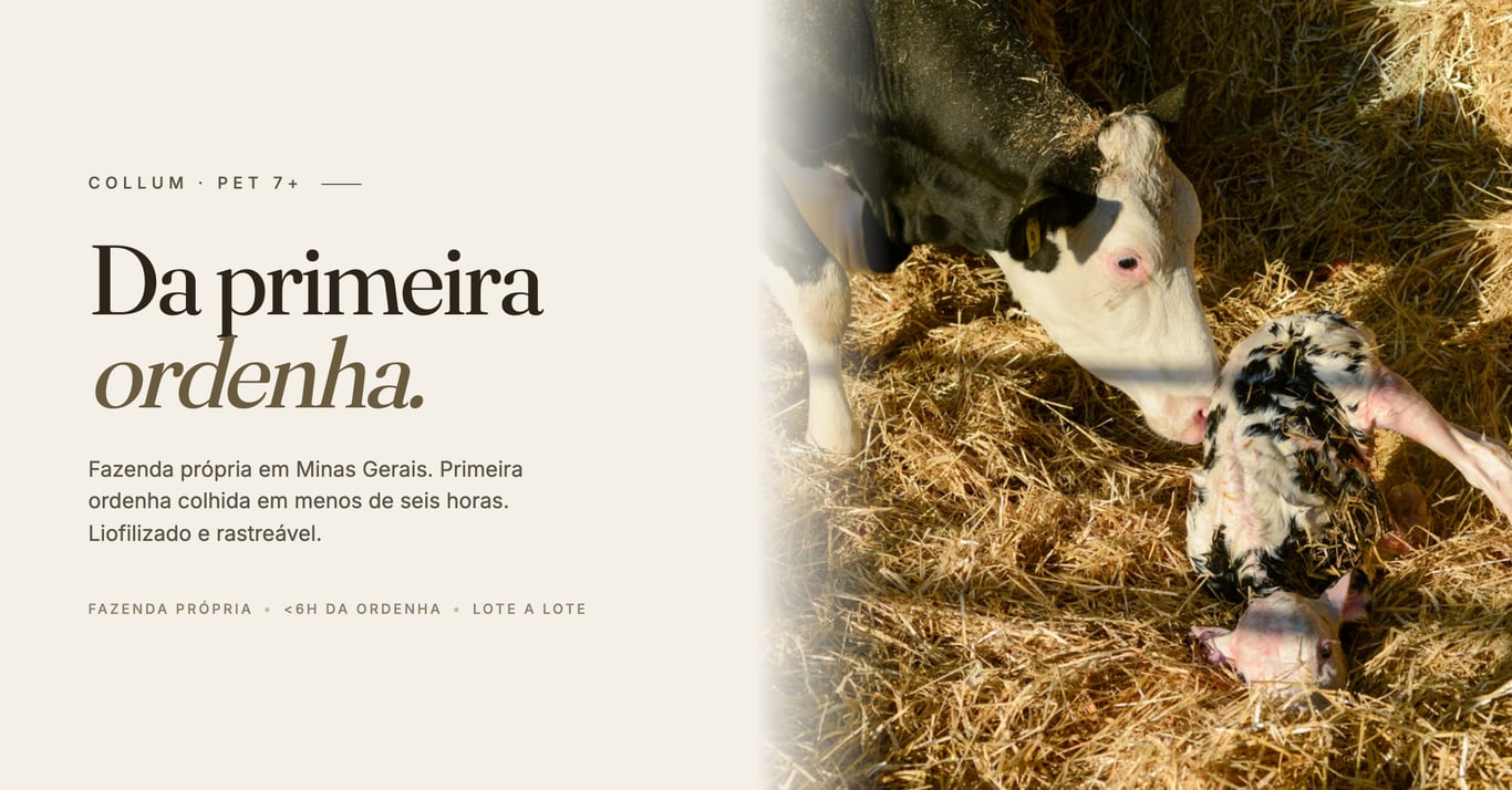 Fazenda CINCO em Minas Gerais — origem do colostro Collum