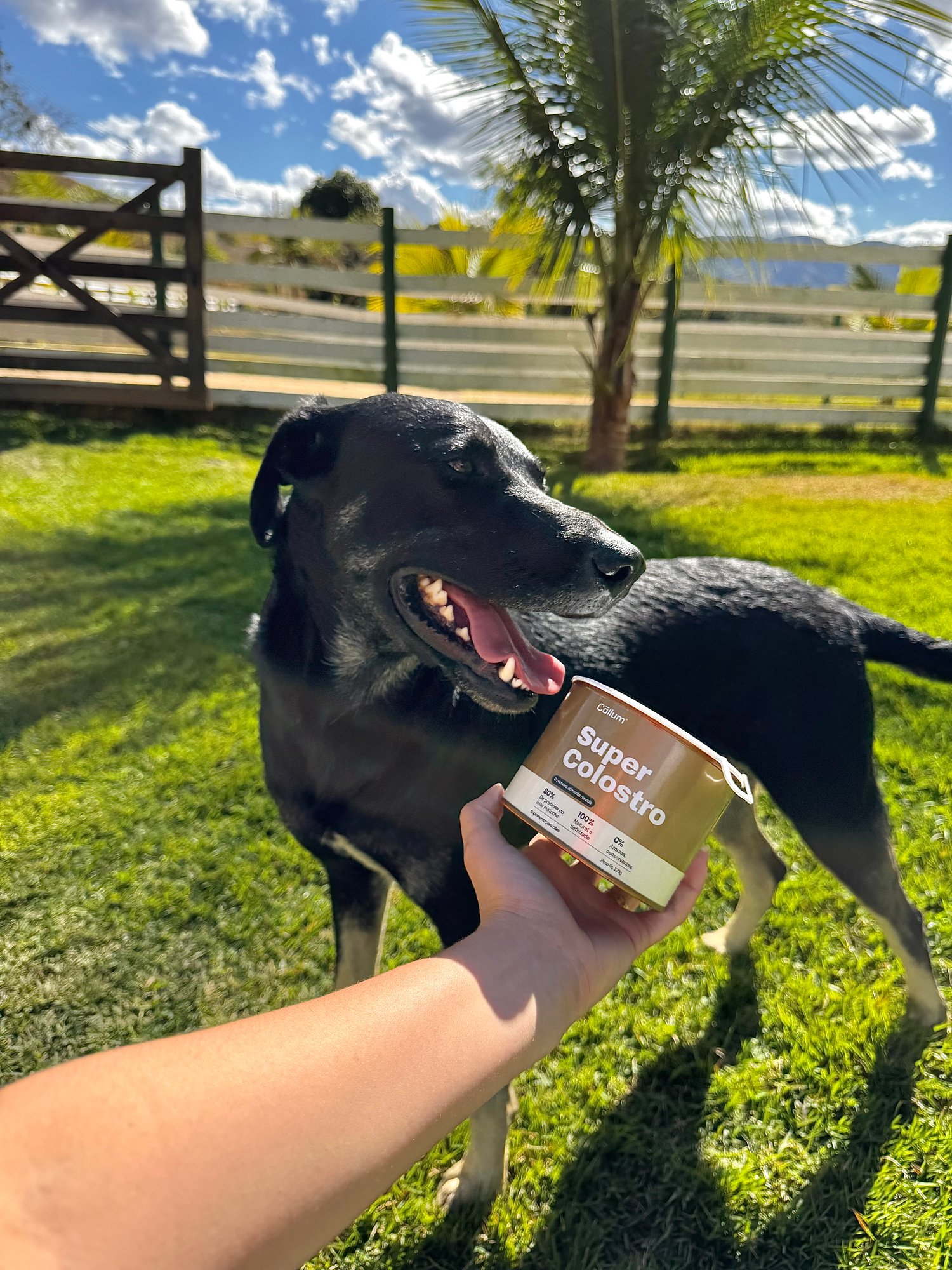 Cão maduro ao lado da lata de Super Colostro, na fazenda