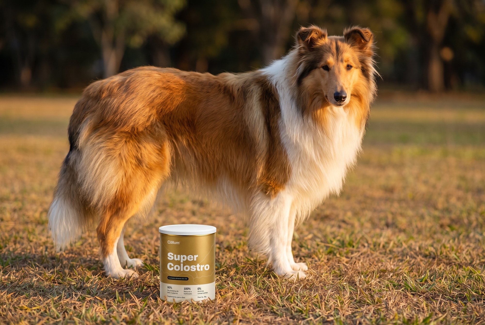 Cão da raça collie em pé no gramado ao lado da lata de Super Colostro Cōllum