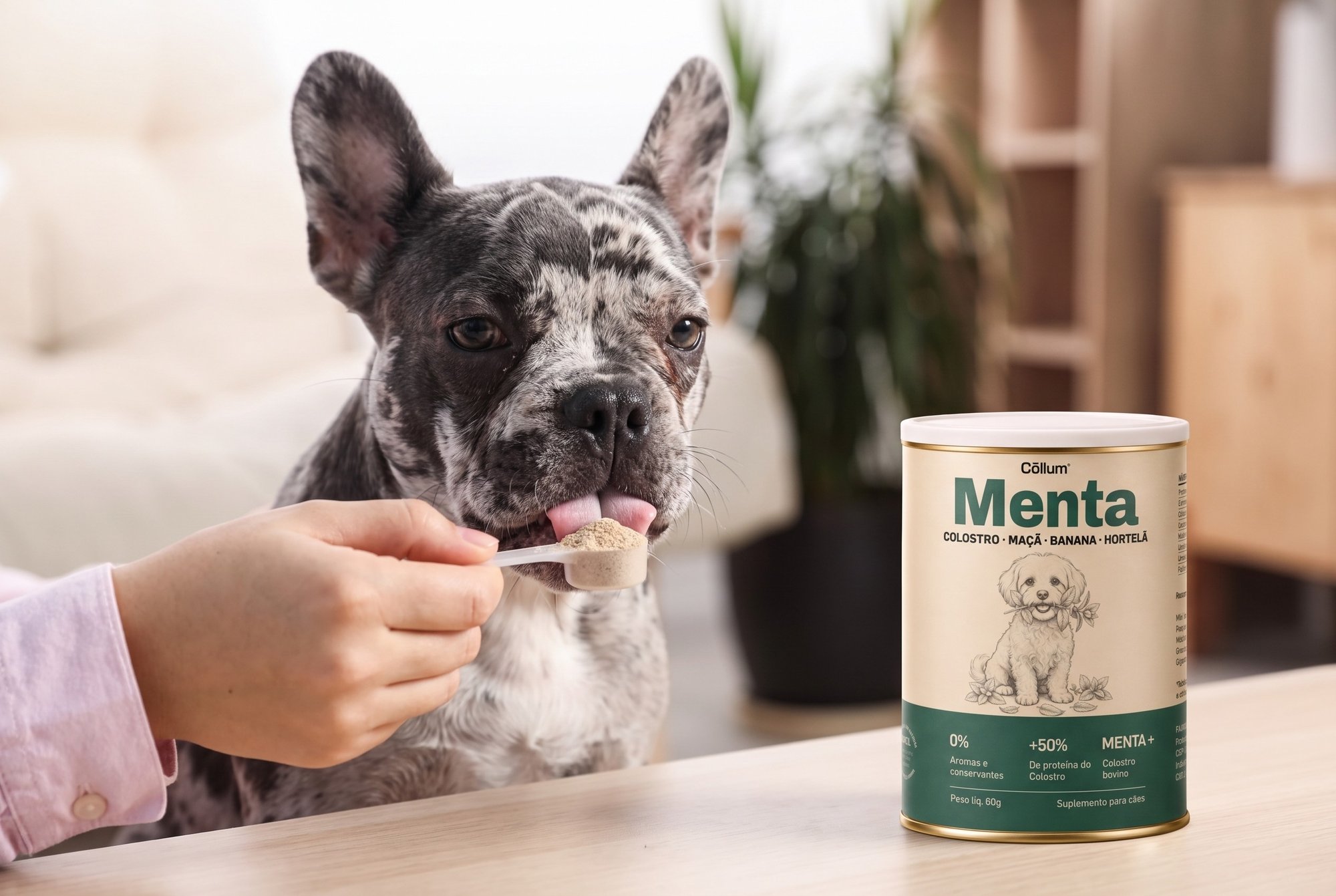 Mão oferecendo um scoop de Menta Cōllum a um buldogue francês dentro de casa