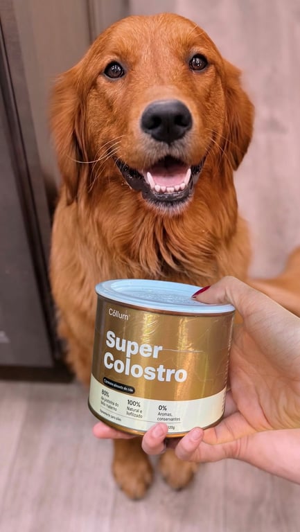 Golden retriever sorrindo diante da lata de Super Colostro Cōllum 120g na mão da tutora
