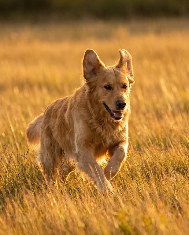 Golden retriever correndo no campo ao entardecer