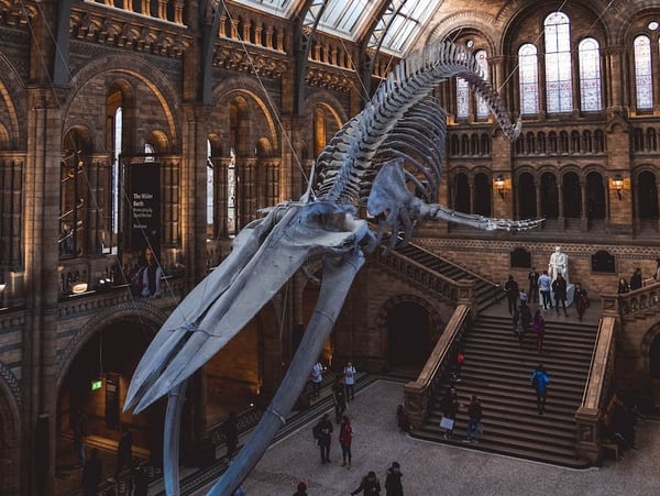 Discover the Best of London: A Magical Journey through Iconic Landmarks and Hidden Gems (Sample)
