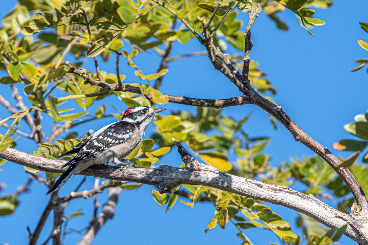 Birding in the Garden
