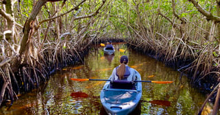 Adventure paddle tours mangrove tunnel