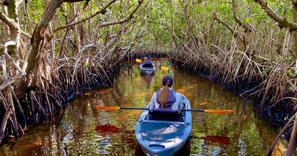 Adventure paddle tours mangrove tunnel