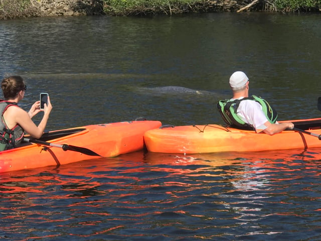 Adventure paddle tours kayak manatee
