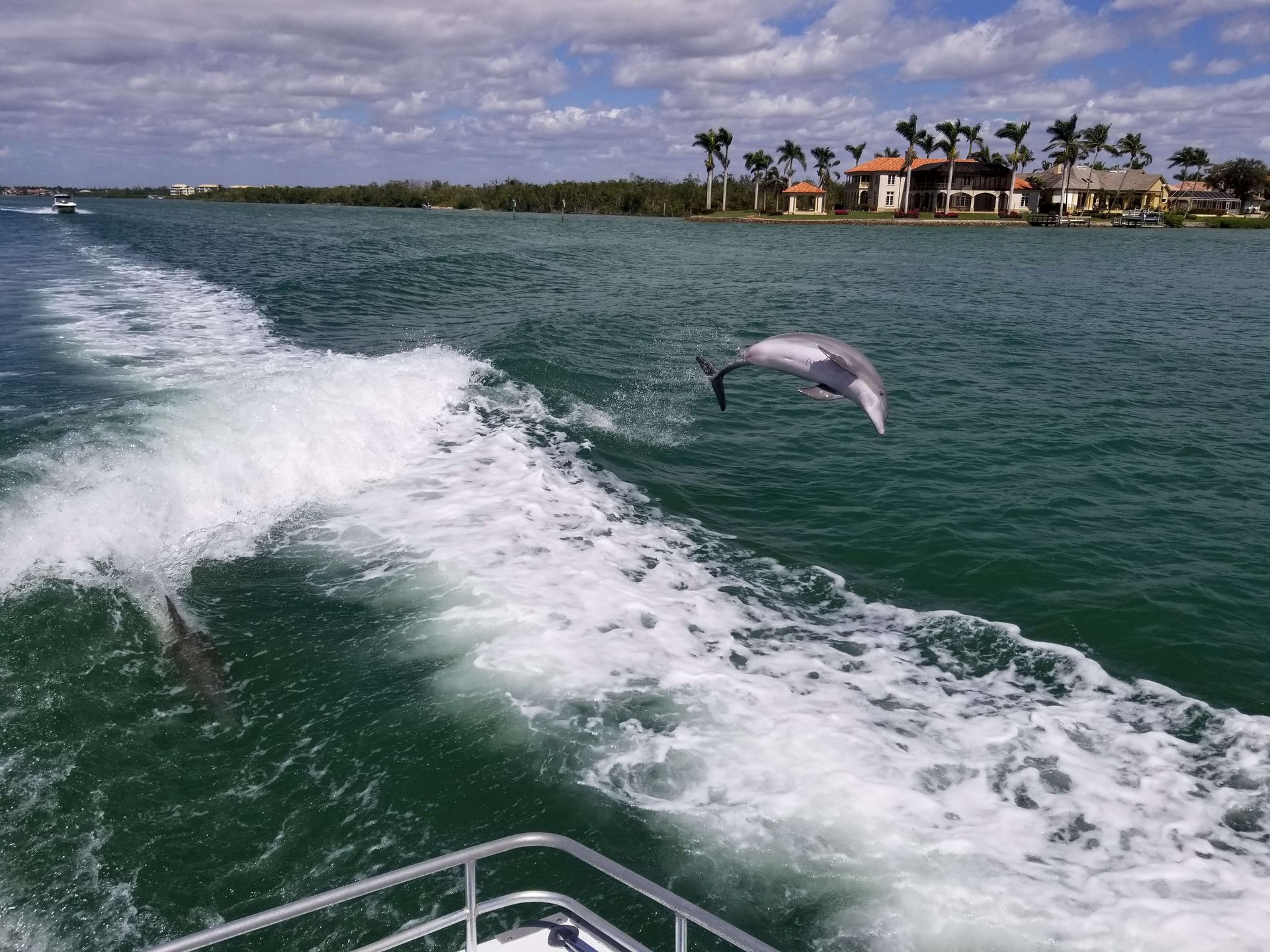 Dolphin Jumping