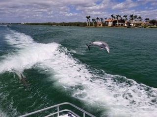 Dolphin Jumping