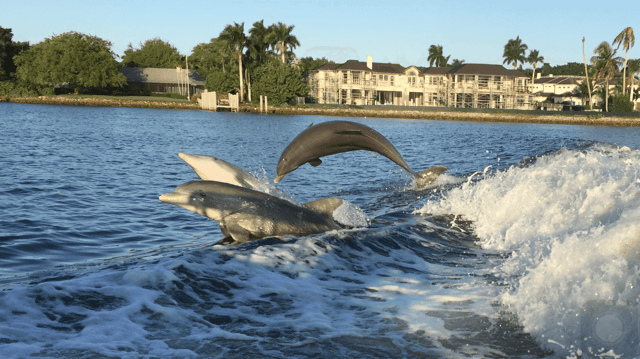 Dolphin Sunset Cruise