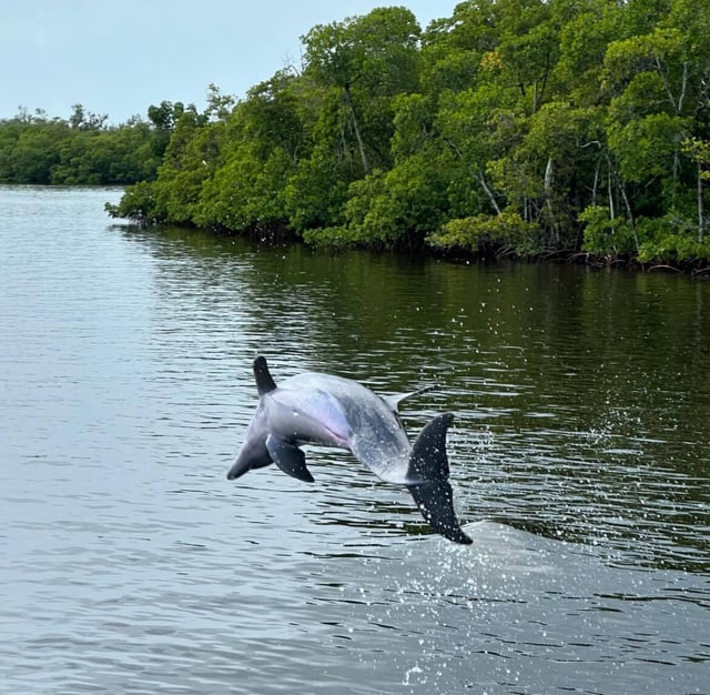 Dolphin Eco July 2024