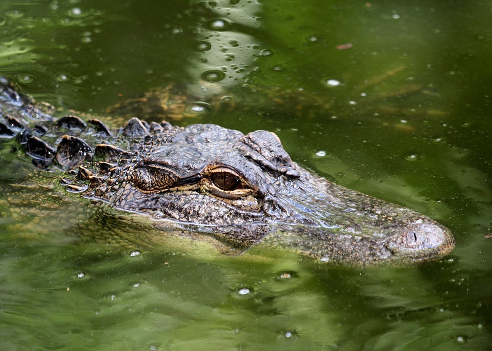 An alligator floating at the surface of green swamp water with its eye and snout above the waterline at Wonder Gardens