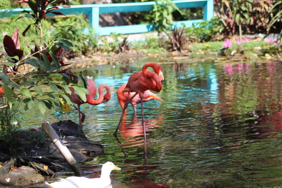 Pink flamingos wading in a shaded pond with a white duck and turquoise bridge at the Wonder Gardens