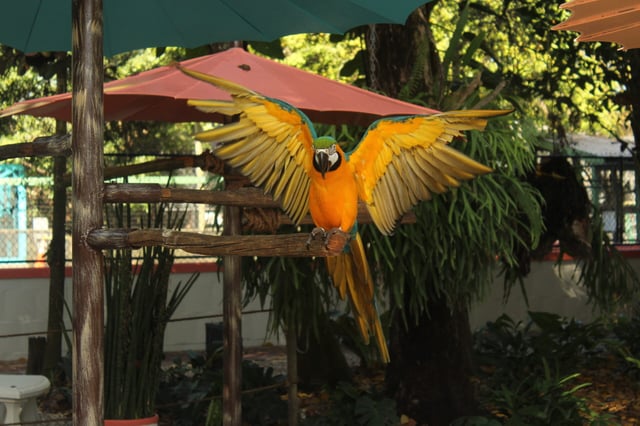 A blue and gold macaw spreading its wings on a wooden perch under shade umbrellas at Wonder Gardens