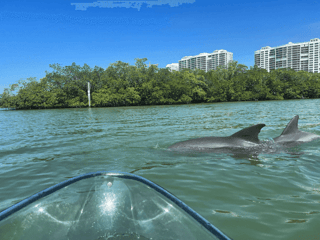 Two dolphins surfacing beside a clear kayak on calm water with mangroves and high-rise condos beyond