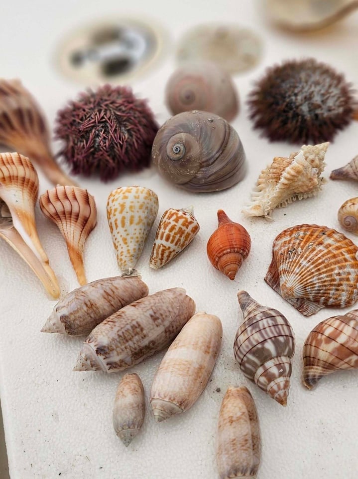 Sand dollar shells group