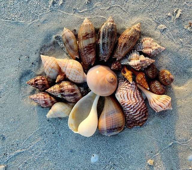 Sand dollar shelling tour