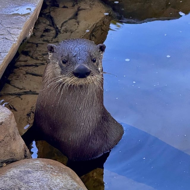Wonder gardens otters