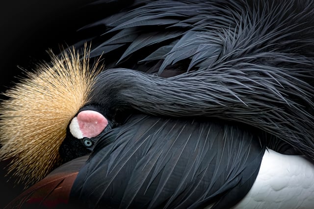 Grey Crowned Crane 1 2