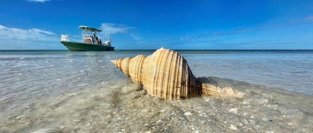Shell on the shore