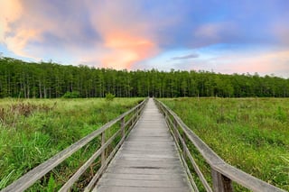Corkscrew swamp santuary