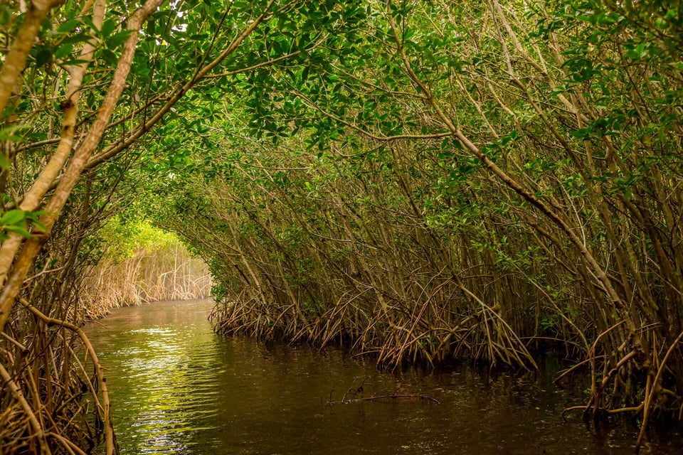 Everglades backgrnd