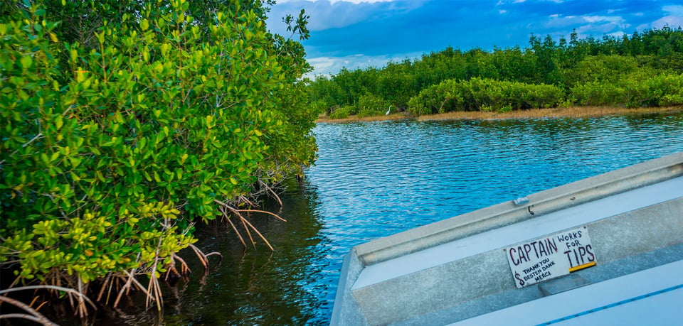 Corey billies airboat ride naples florida everglades