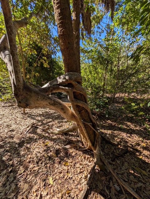 Otter mound preserve nature tree