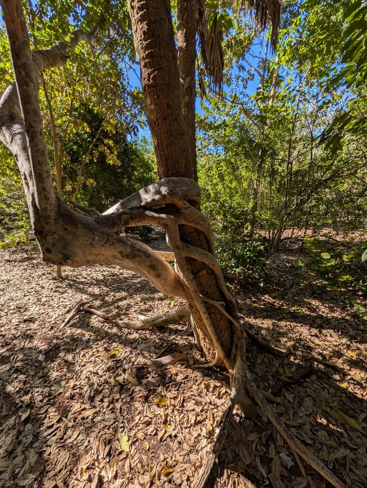 Otter mound preserve nature tree