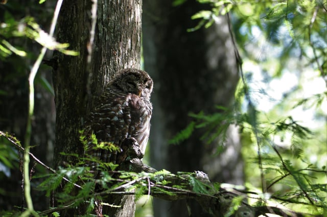 Corkscrew swamp sanctuary