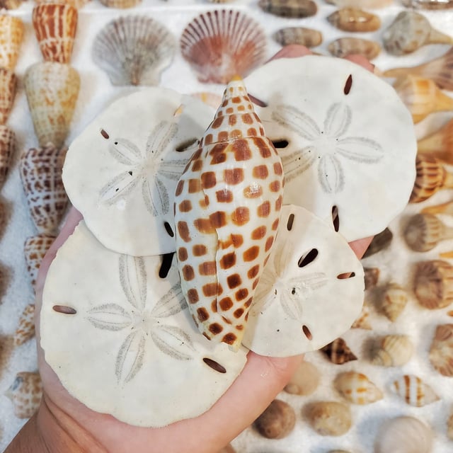 Only tides shells