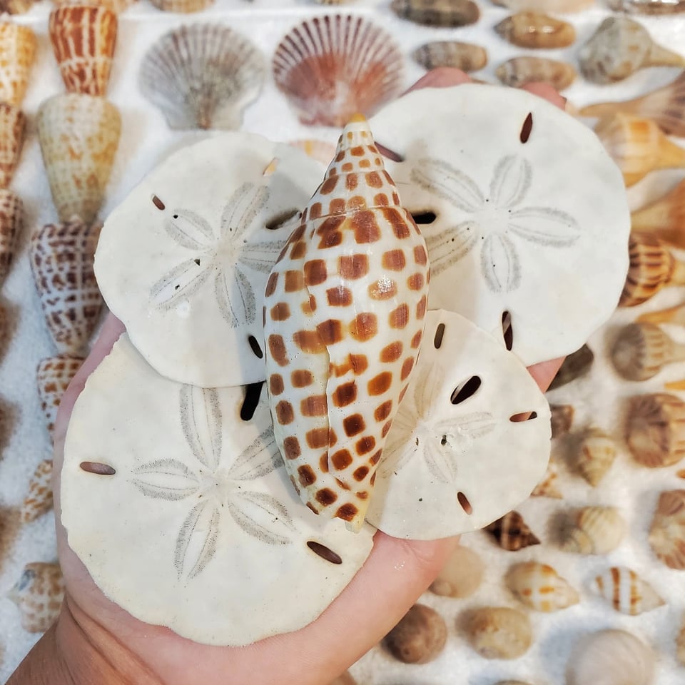 Only tides shells
