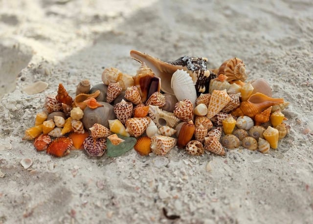 Shelling tours only tides