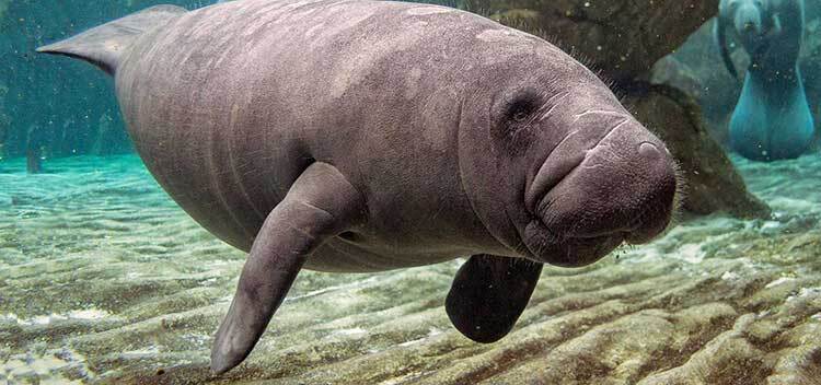 Manatee swimming naples florida