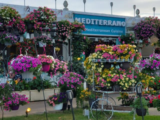 Mediterrano naples flowers