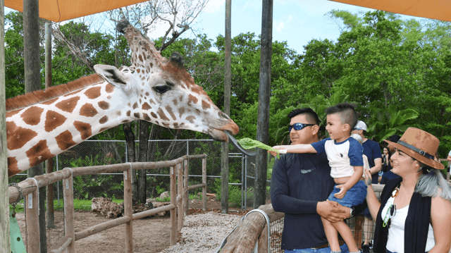 Naples zoo giraffe