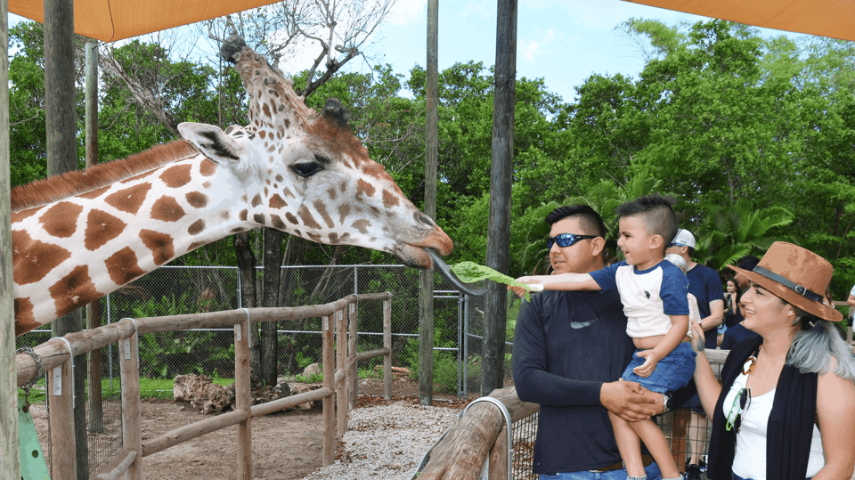 Naples zoo giraffe