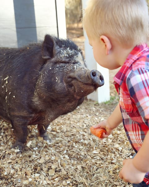 Gracie the Pig — our golden, cape-wearing mascot