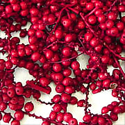 Canella Berries on Stem Dyed Red -